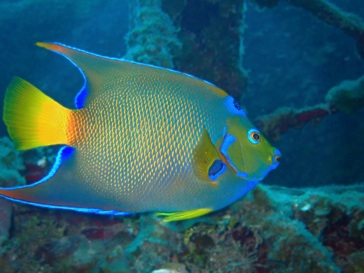 Boris the Angelfish, swimming in an underwater coral reef environment. The fish features a bright yellow body with blue and orange accents, set against a deep blue water background.